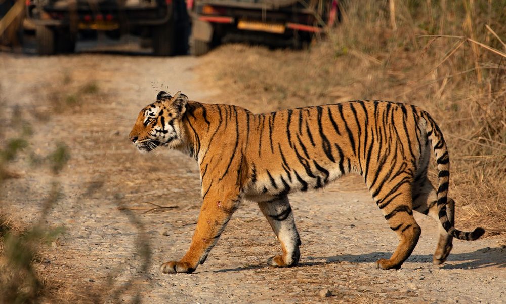 tiger_india tiger_india